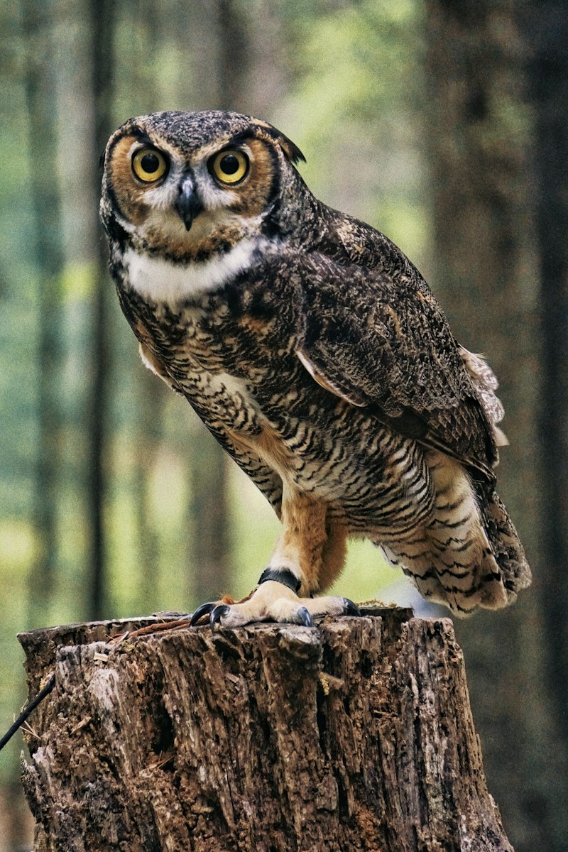How Bubo helps baby sleep